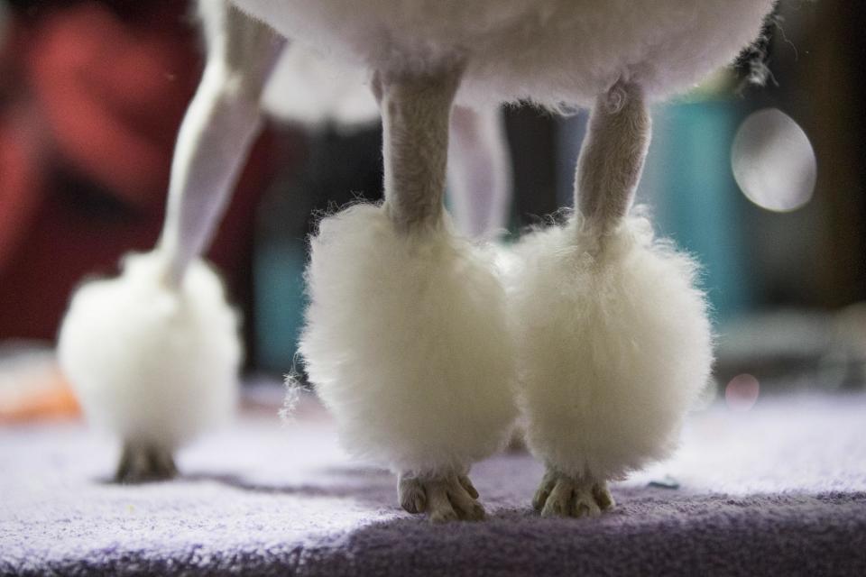 Vino, a miniature poodle, is groomed in the staging are during the 141st Westminster Kennel Club Dog Show, Monday, Feb. 13, 2017, in New York. (AP Photo/Mary Altaffer)