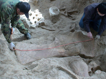 Two technicians measuring a large in situ shoulder bone of Lingwulong shenqi, a newly discovered dinosaur unearthed in northwestern China, appears in this image provided July 24, 2018. Xu Xing/Handout via REUTERS