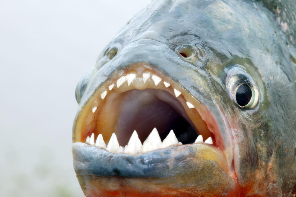 Red-bellied piranha - close-up of teeth. Source: AAP