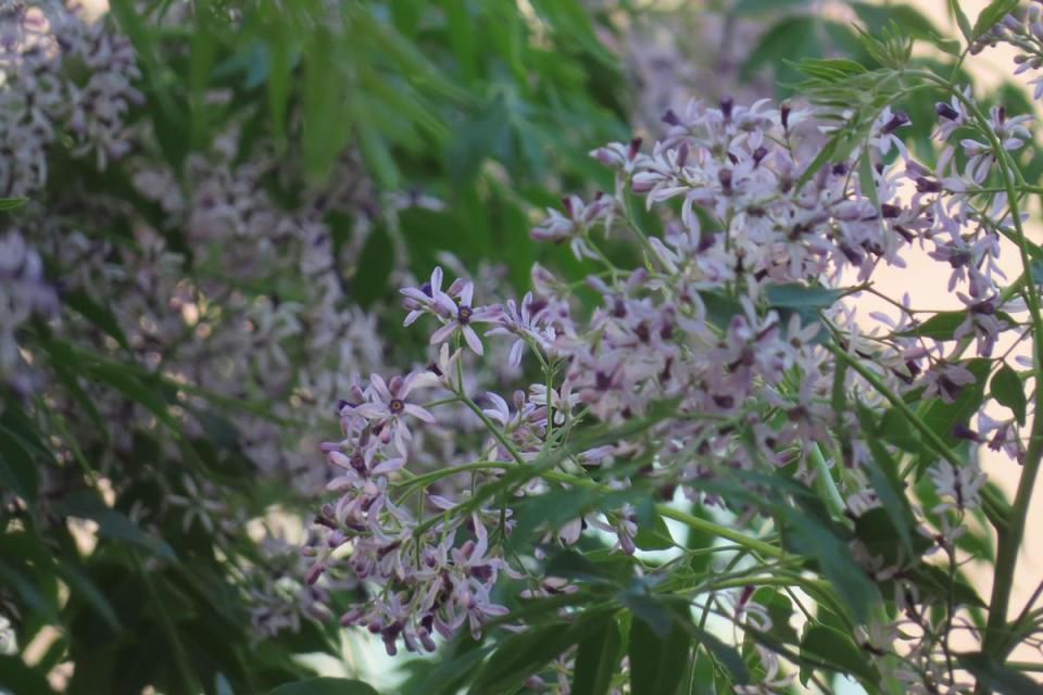 大業路紫楝正美。（北市工務局公園路燈工程管理處提供）