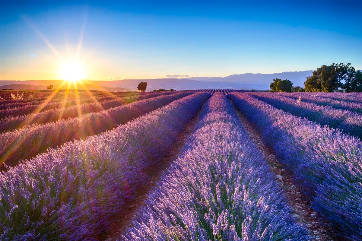 The lavender fields in Provence (Getty Images)