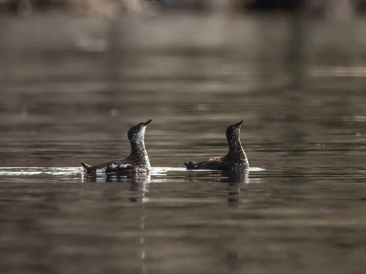 The marbled murrelet, found on B.C.'s coast, is considered a threatened species. A new report on the state of the world's migratory species found the threats to these animals, ranging from fish to birds to butterflies, are greater than ever.  (Handout/Deb Freeman/Sierra Club B.C. - image credit)