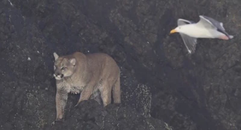 The cougar spotted on Haystack Rock. July 16, 2023 (Photo courtesy of Khula Makhalira)