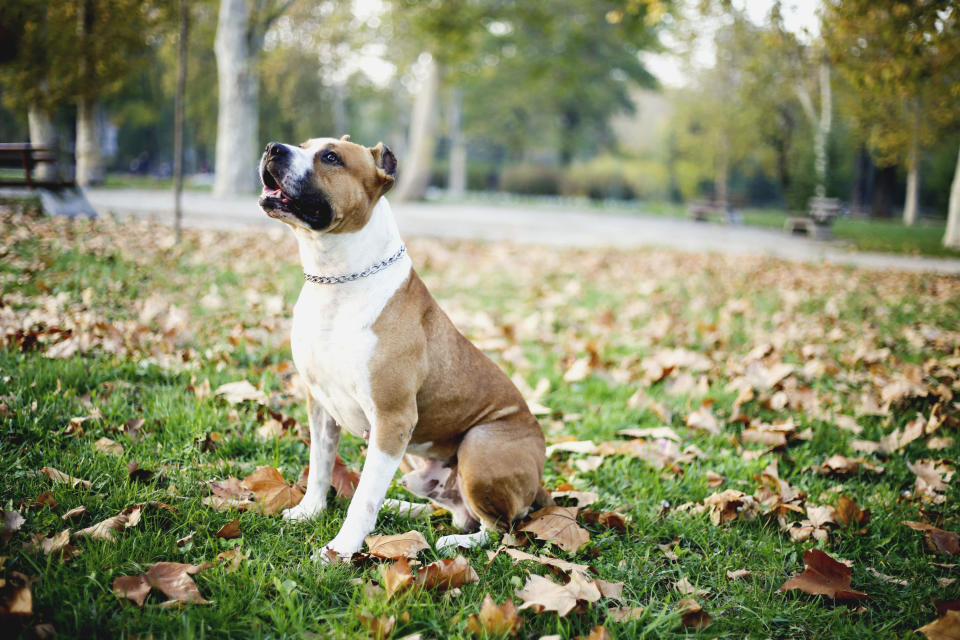 An American Staffordshire Terrier's outdoor portrait