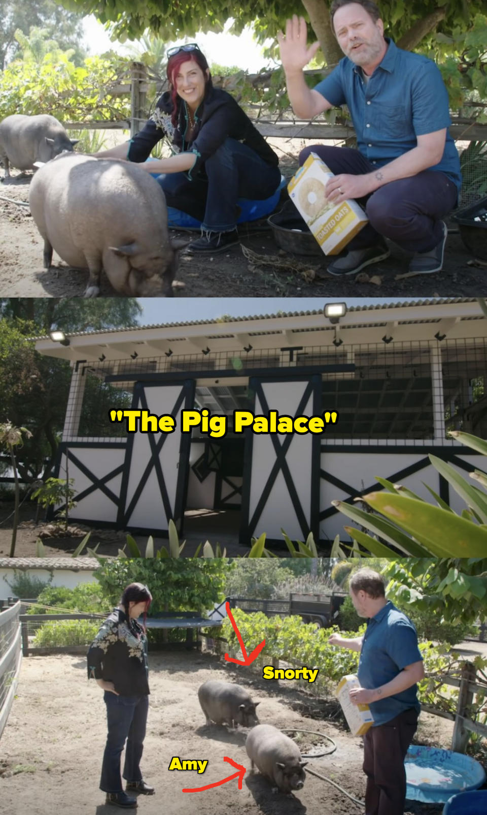 Rainn Wilson's pig palace and pigs, Amy and Snorty