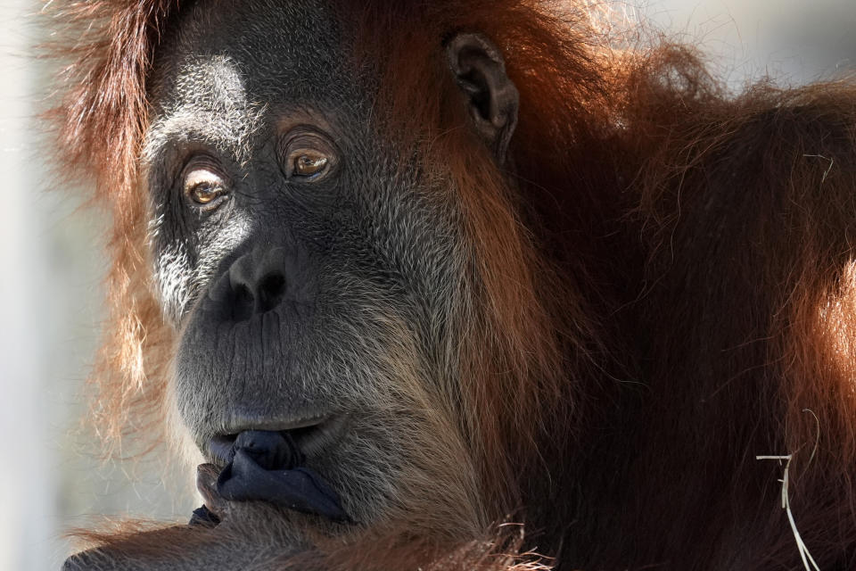An orangutan sits in the shade at the Fort Worth Zoo in Fort Worth, Texas, Friday, Feb. 23, 2024. (AP Photo/LM Otero)