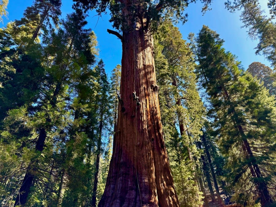 Researchers climb General Sherman in Sequoia National Park, Calif. on Tuesday, May 21, 2024. (AP Photo /Terry Chea)