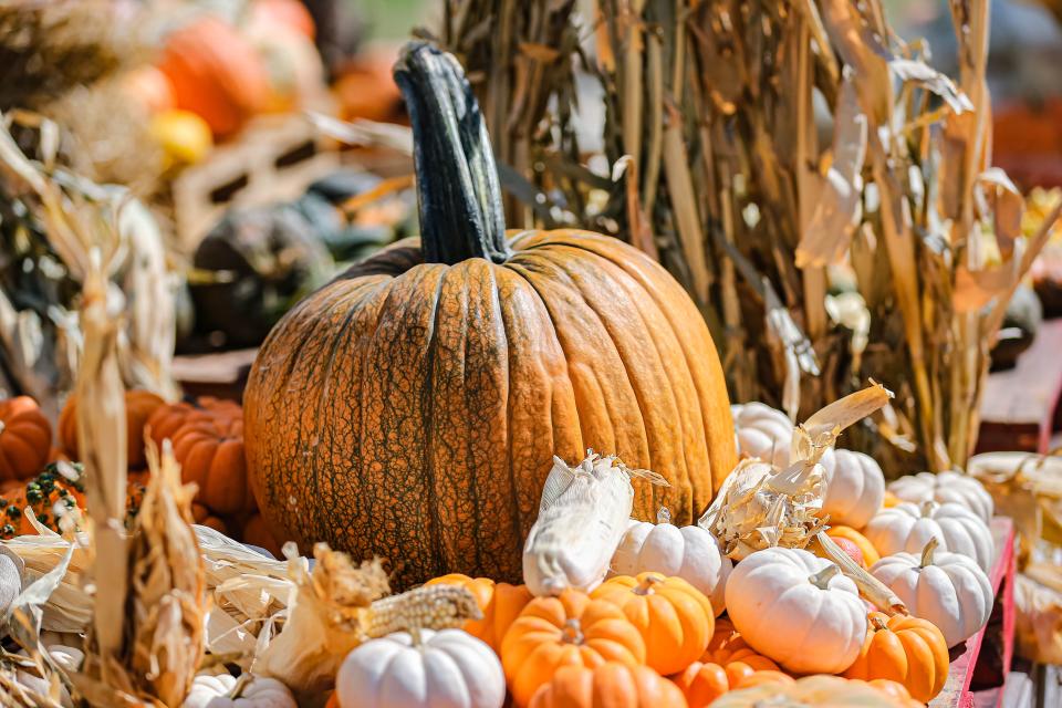 Pumpkins are pictured Wednesday, Sept. 21, 2022, at The Pumpkin and Christmas Tree Stand location in Edmond.