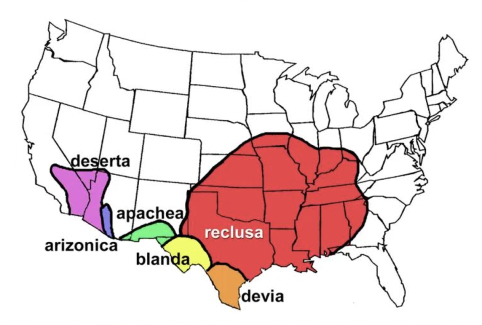 This map shows the general native ranges of Loxosceles species in the United States. Recluse spiders found outside these ranges are usually confined to buildings and indoor settings.