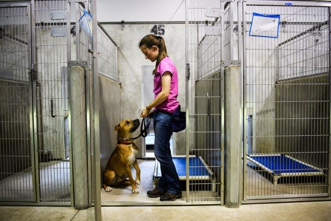 A volunteer with Greenville County Animal Care works with a dog at the shelter. Spartanburg County has entered a new agreement with Greenville County to accept stray dogs and cats while a shelter is built.