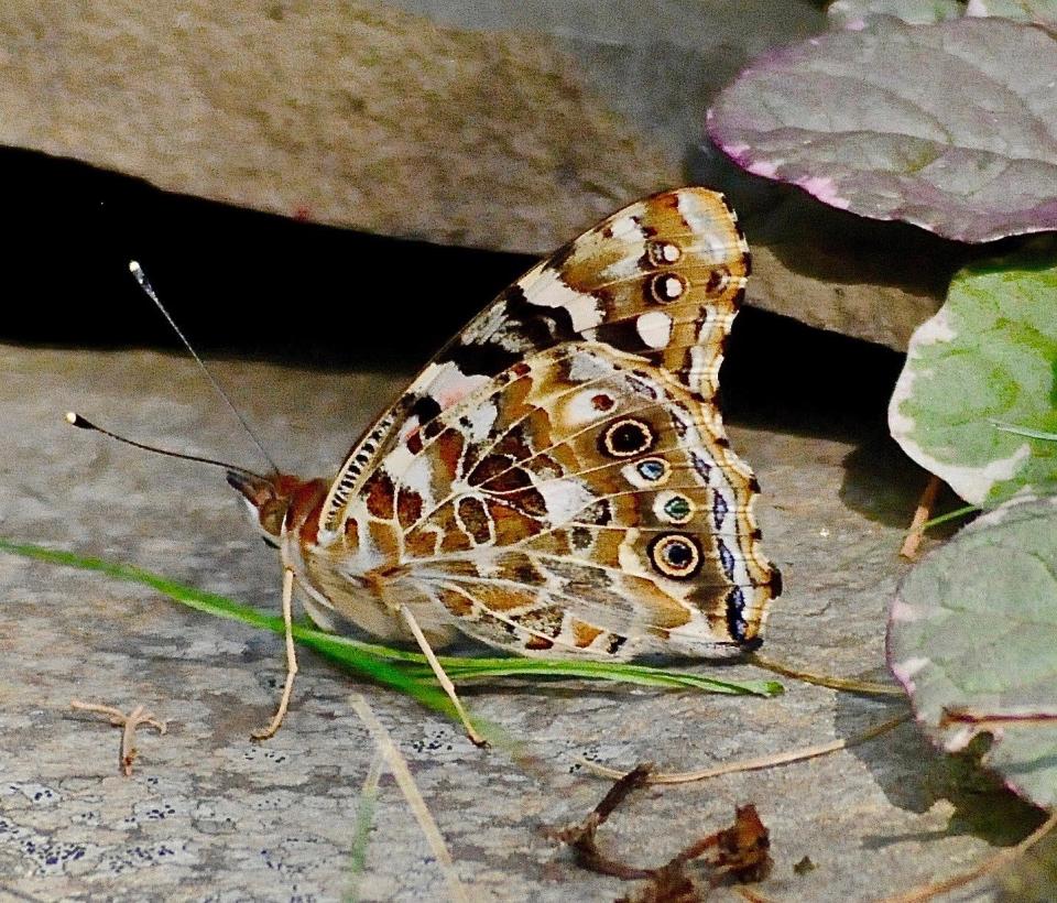 Butterfly painted lady