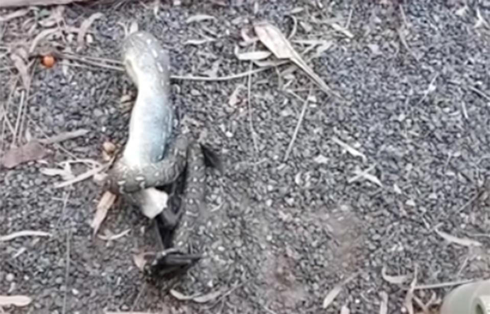 A python constricts and eats a bat in a Bundaberg, Queensland backyard.