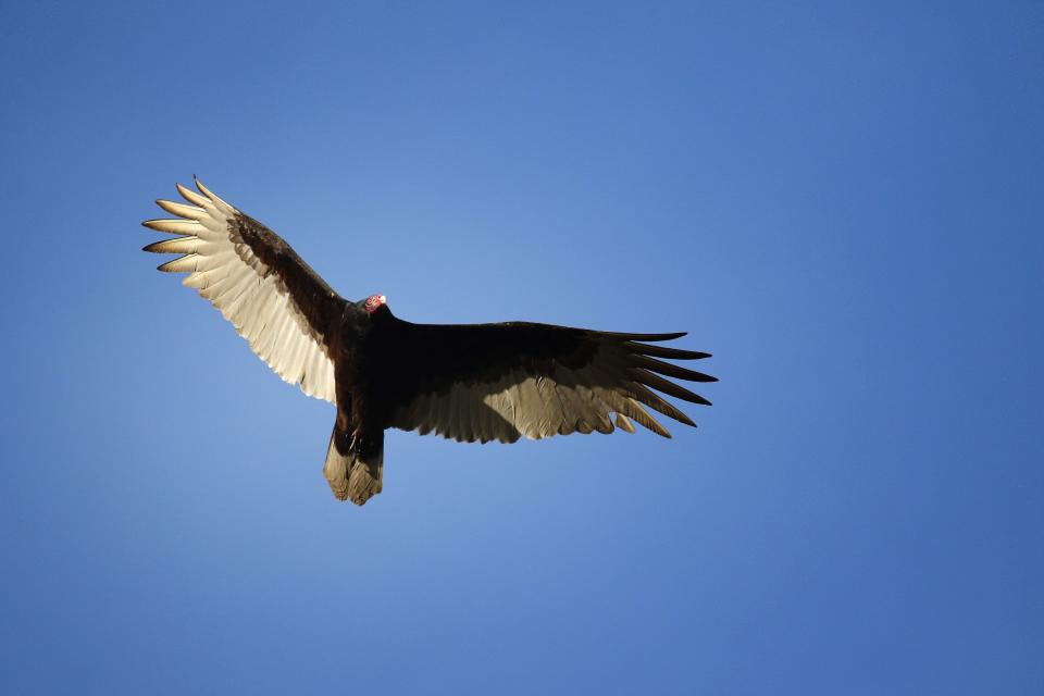 Turkey vultures in flight show silver-white underwing trailing edges as they dip and wobble, gliding on air currents.