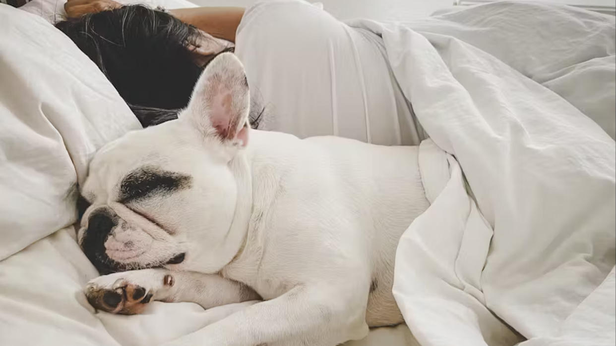  Photo of a white french bulldog with black splotches around the eyes sleeping next to a young woman in bed. 