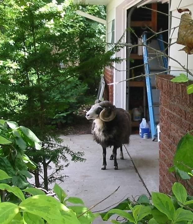 A ram was spotted in the garage of a rural Outagamie County resident last week.