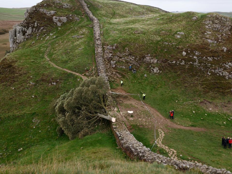 El árbol de Sycamore Gap en el Muro de Adriano yace en el suelo y deja atrás un tocón en el lugar donde alguna vez se mantuvo erguido. (Getty Images)