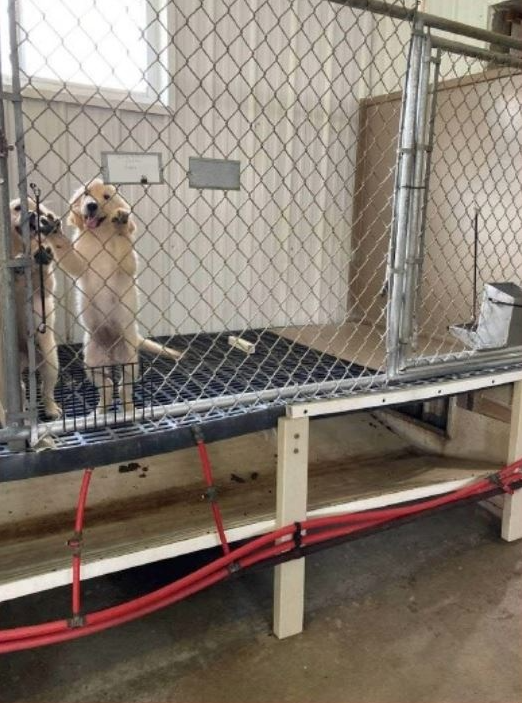 Ohio puppy mill featured in The Horrible Hundred Report (Photo Courtesy/Ohio Department of Agriculture).