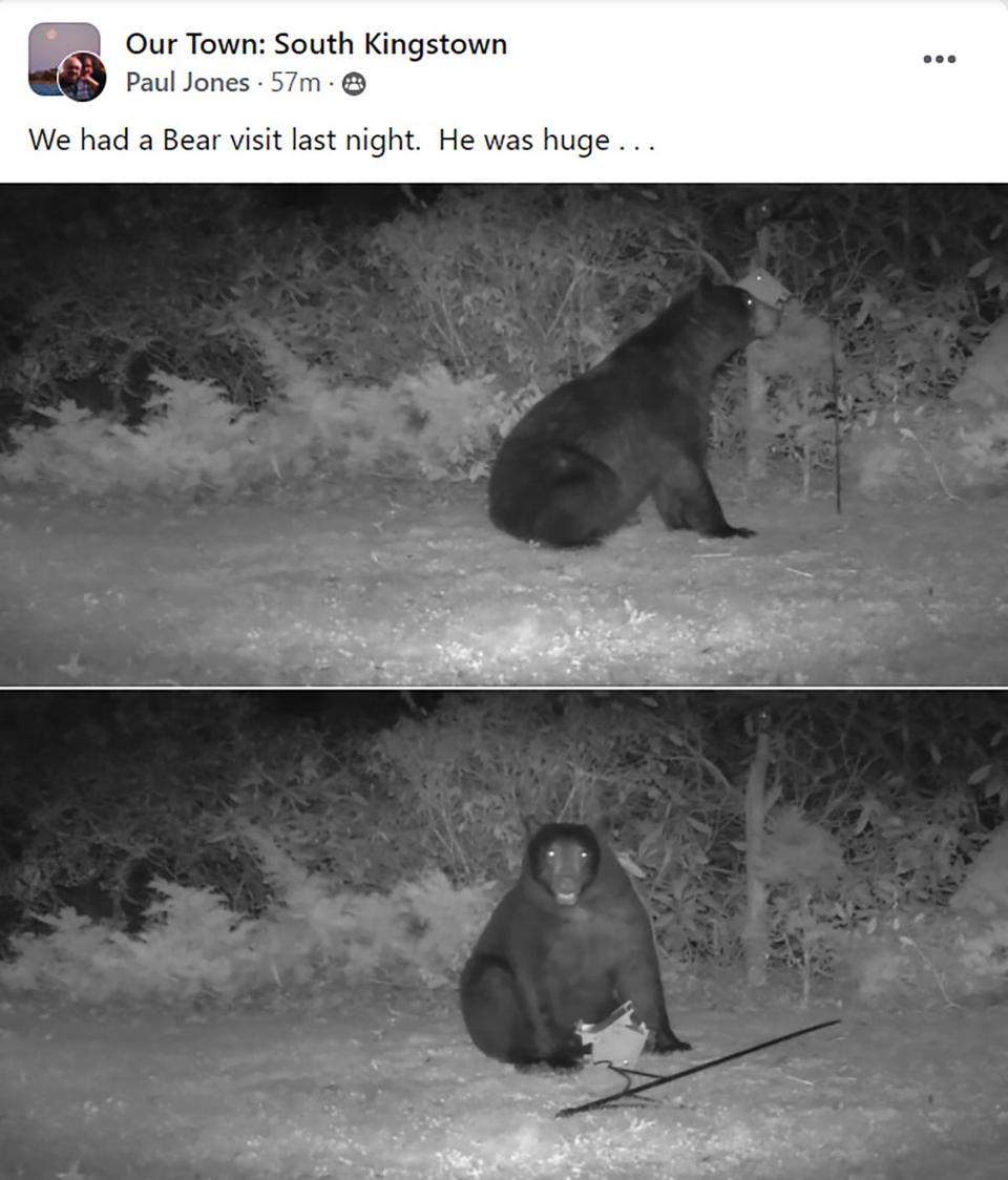 The black bear spotted in South Kingstown on Sunday night.