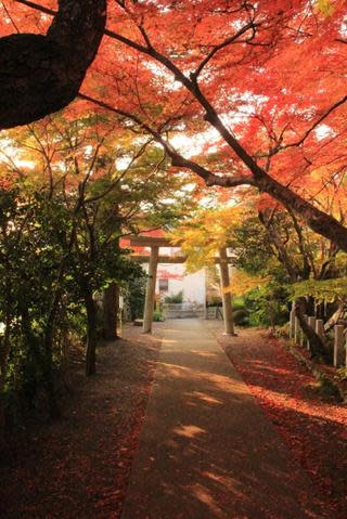 箕面公園賞紅葉