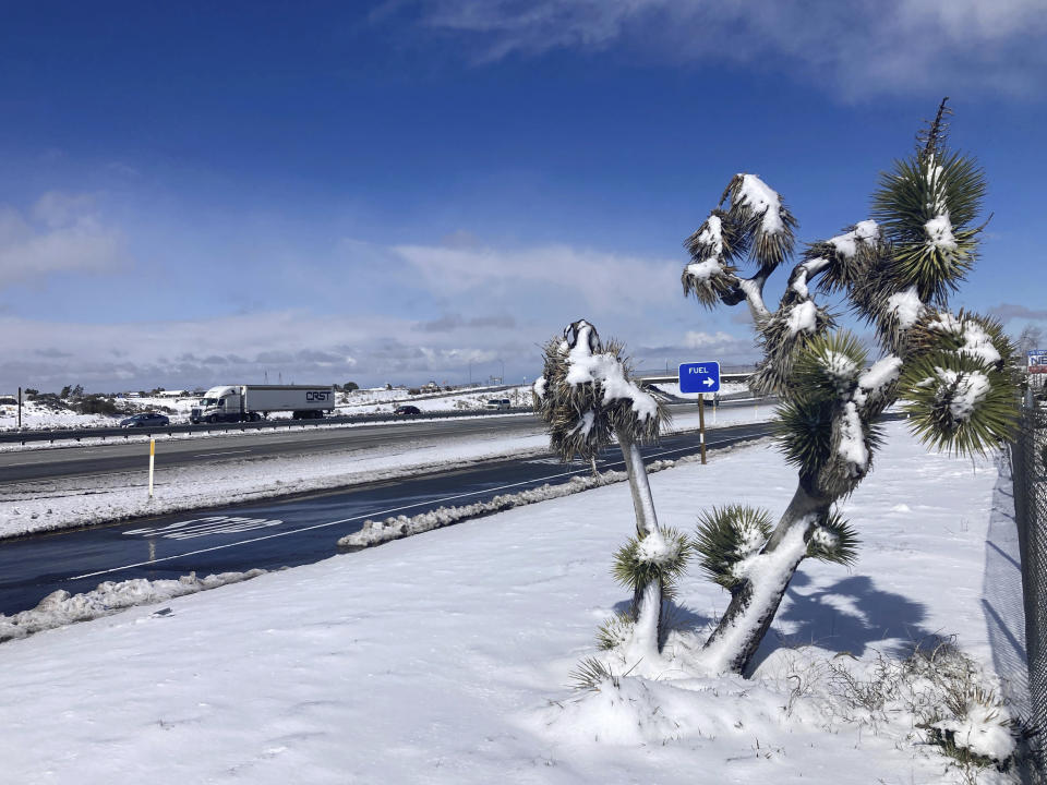 A Joshua tree is covered in snow near the Cajon Pass in Oak Hills, Calif., on Wednesday, March 1, 2023, as a fresh round of snowfall blanketed the San Bernardino Mountains east of Los Angeles. Up to 5 feet of snow fell in some areas, stranding some residents. (AP Photo/Eugene Garcia)