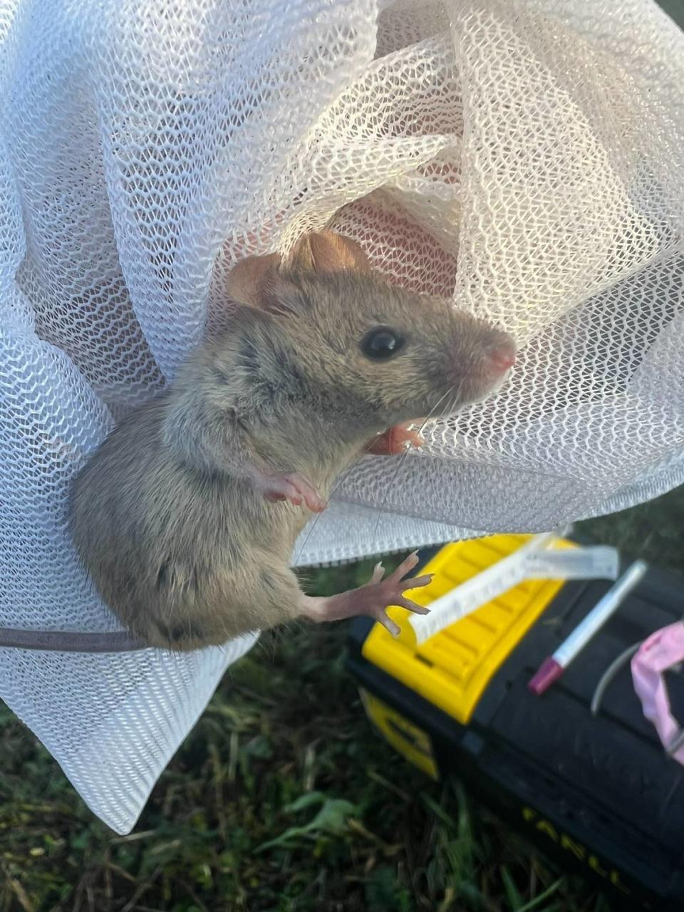 A house mouse that mammal expert Michael Cove caught in the field when conducting native rodent surveys.