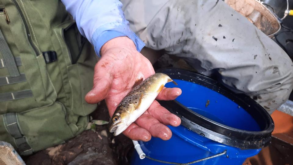 A brown trout found Sept. 16, 2022, in the Stonycreek River in an area that was once polluted with abandoned mine drainage.