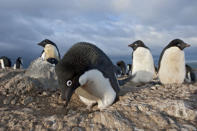 <b>Frozen Planet, BBC One, Wed, 9pm</b><br><b> Episode 2</b><br><br>An Adélie penguin male building a stone nest in anticipation of the females arrival. The males compete over the precious stones, often resorting to stealing to get the best ones. Our crew spent four months filming every aspect of the Adélie’s life-cycle. This was one of the funniest moments that they had on the entire shoot as the main male continued to bring stones to his nest, oblivious to the thief who was taking them every time he turned his back!