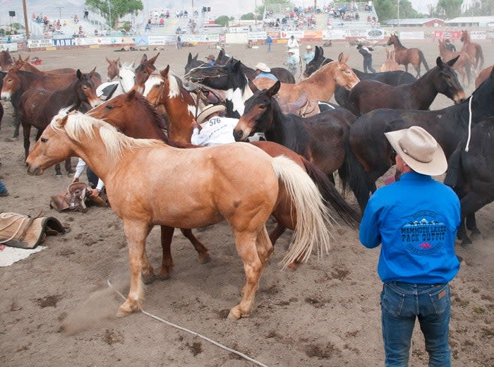 Mule Days at Bishop, California