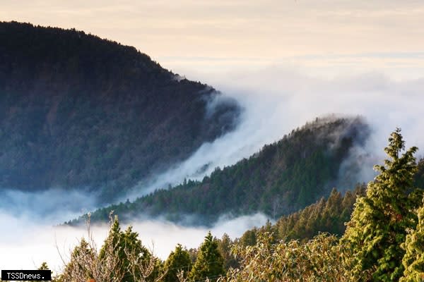 太平山雲海。（圖：林業署宜蘭分署提供）