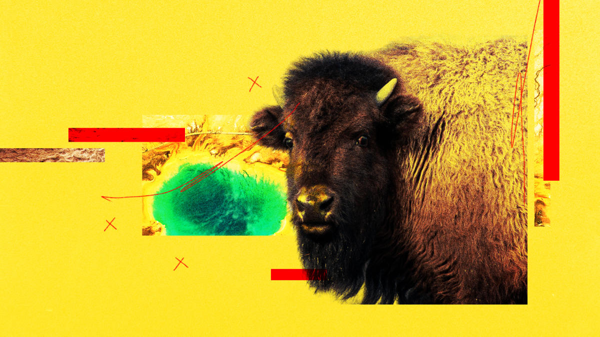 #People keep getting gored by bison. Experts weigh in on why, how to stay safe and what happens to the body.