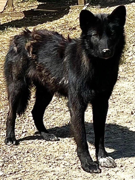 Willow, the other wolf dog from Rhode Island, is a little smaller than Wiley and tends to hold back and stay in the shadows, according to Susan Vogt.