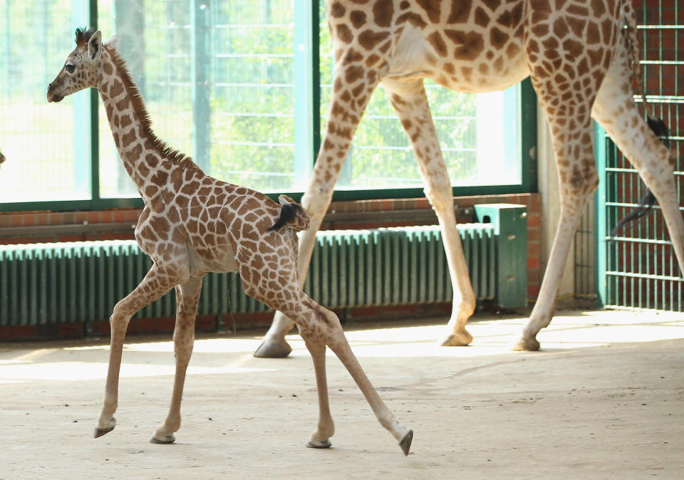 BERLIN, GERMANY - JUNE 29: Jule, a baby Rothschild giraffe, runs in her enclosure at Tierpark Berlin zoo on June 29, 2012 in Berlin, Germany. Jule was born at the zoo on June 10. (Photo by Sean Gallup/Getty Images)