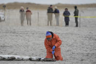 A man takes a sample from a dead whale's fin in Lido Beach, N.Y., Tuesday, Jan. 31, 2023. The 35-foot humpback whale, that washed ashore and subsequently died, is one of several cetaceans that have been found over the past two months along the shores of New York and New Jersey. (AP Photo/Seth Wenig)