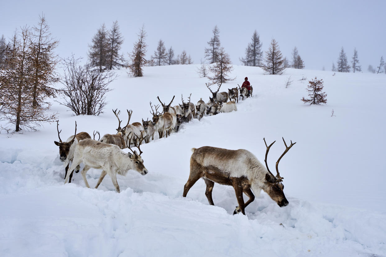 Mongolia, Khovsgol province, the Tsaatan, reindeer herder, winter migration