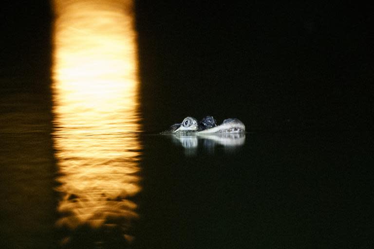 An alligator has taken up residence in a lagoon in a popular Chicago park. Police spokesman Anthony Guglielmi said on Tuesday that investigators went to Humboldt Park Lagoon following reported sightings on social media. Authorities went to the park and confirmed the alligator's presence. Officials did not say how the creature got there.Mr Guglielmi wrote on Twitter: “We've independently confirmed the alligator is in the lagoon and state reptile specialists say it's between 4 and 5 feet long. The reptile will be humanely trapped tonight and relocated to a zoo for veterinary evaluation.”Alligators are generally known to live in warmer climates, like Florida.However, the reptiles can survive in colder temperatures due to a process similar to hibernation.City officials have had alligator traps placed into the park’s lagoon in an attempt to safely capture and relocate the lost animal - which is between four and five feet long. A local expert known as Alligator Bob told the Sun Times: "It's not big enough to look at humans as food ... It's not like the movies where they attack you and drag the lady into the pond and stuff."He continued: "I just want the animal to survive. I'm tired of seeing the things getting killed."Social media users have come to the defence of the lost reptile, tweeting at the spokesperson that the “alligator did nothing wrong” and to “let the alligator stay”. At least one parody account, @HumboltGator, has popped up on Twitter. The account replied to Mr Guglielmi’s tweet: “Let me live Tony.”