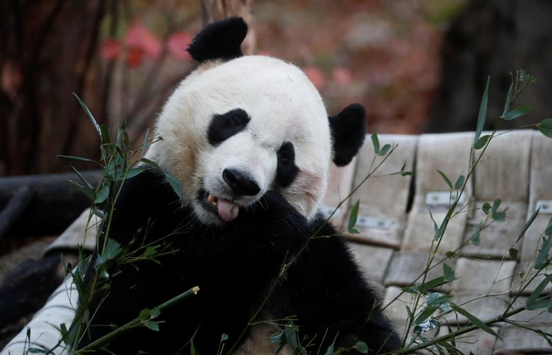 Bei Bei, the giant panda, is seen for the last time at the Smithsonian National Zoo, before his departure to China, in Washington