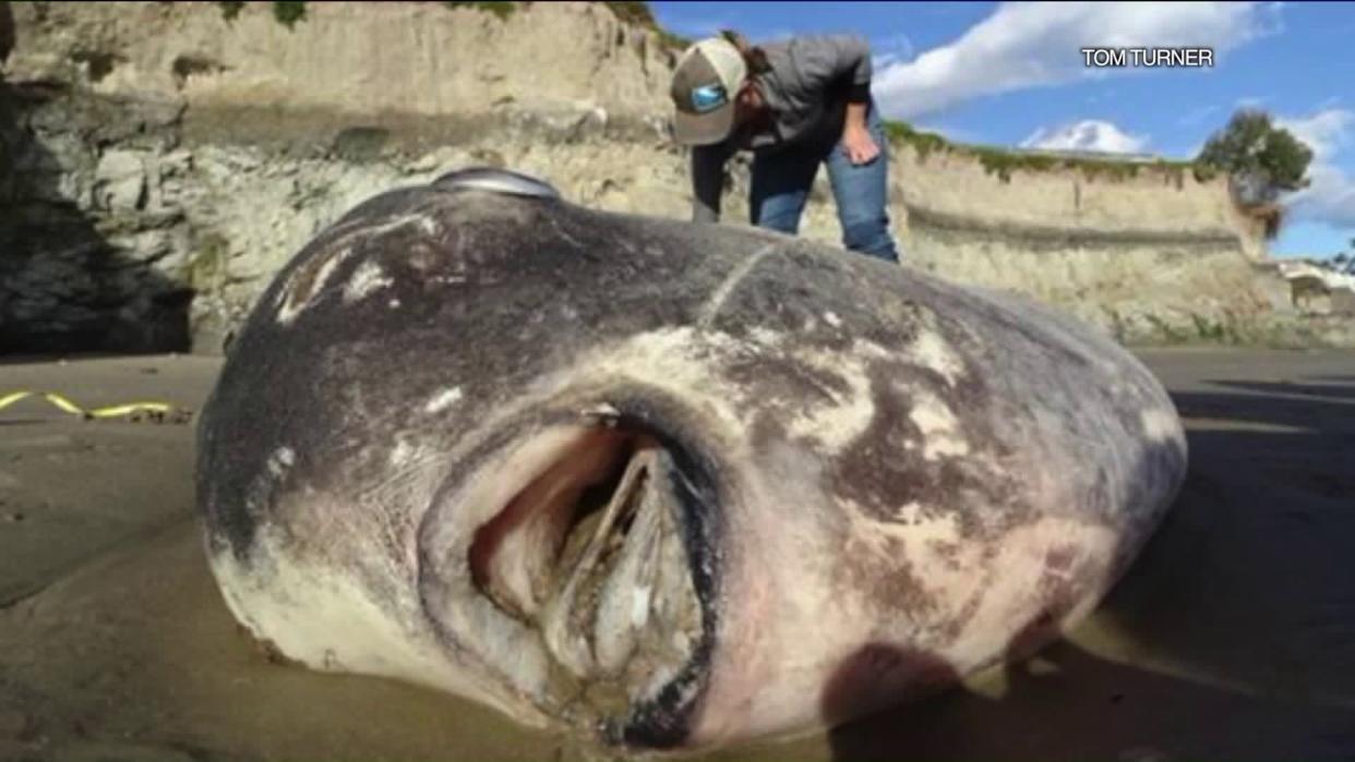 A rare species of sunfish washed up on a California beach last week, markingthe first time one has been observed in the Northern Hemisphere, researcherssaid Wednesday