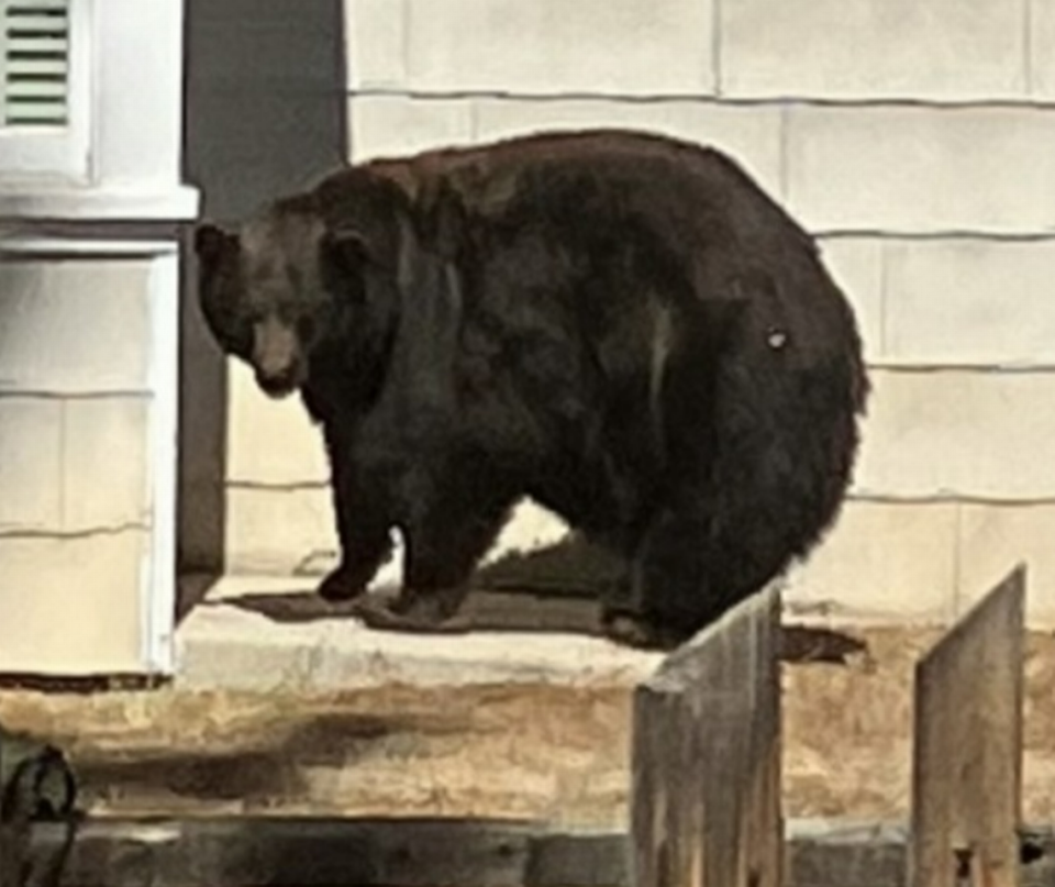 A female bear, identified as 64F, seen here at a residence in an undated photo was captured along with her three cubs on August 4, 2023. Biologists said she is responsible for at least 21 DNA-confirmed home break-ins and extensive property damage in the South Lake Tahoe area since 2022.