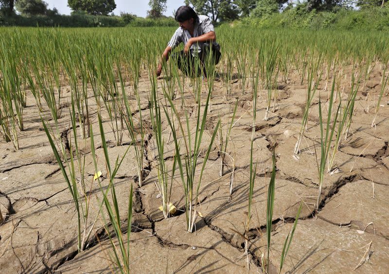 FILE PHOTO: A farmer removes dried plants from his parched paddy field on the outskirts of Ahmedabad