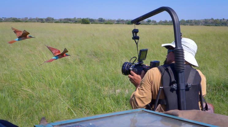 Cameraman Brad Bestelink films carmine bee-eaters while strapped into a safety harness on the front of a 4-wheel drive (Photo: Chadden Hunter)