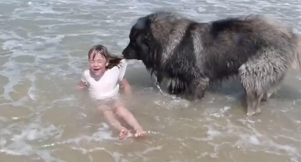 Not taking any chances, Matyas pulls the little girl to safety as she giggles. Source: Jukin Media