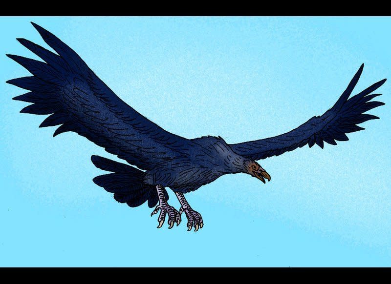 The Argentavis magnificens, an early relative of the Andean Condor, was the largest flying bird ever discovered. 