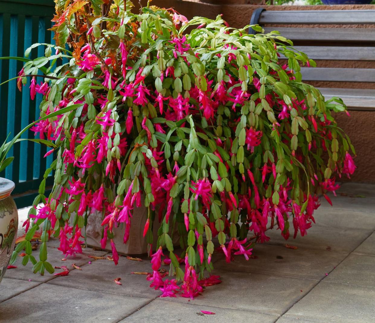 flowering cacti christmas cactus