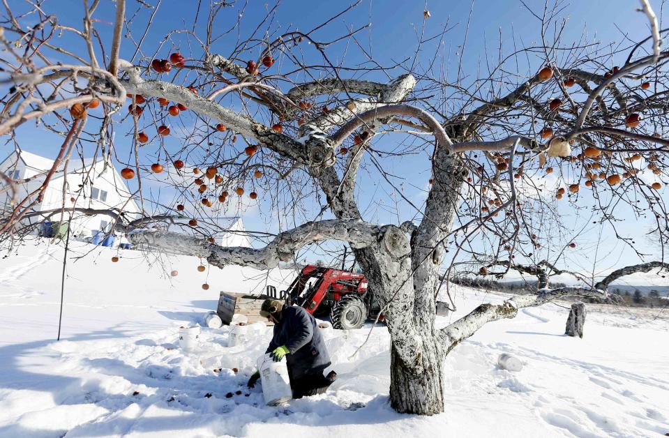 Orchard Manager Gilles Drille gathers apples for the ice harvest to make ice cider on the 430-acre apple orchard and cidery at Domaine Pinnacle in Frelighsburg, Quebec