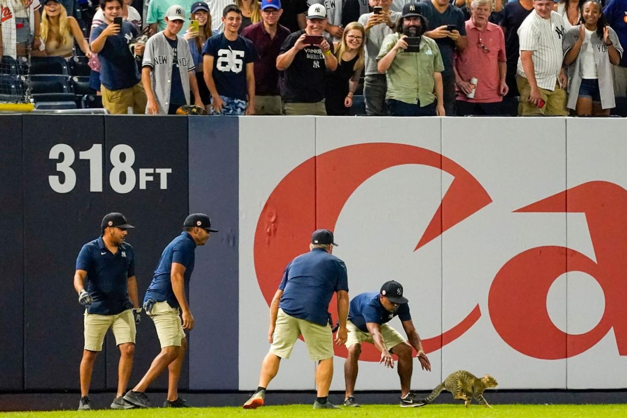 Yankee Stadium grounds crew members try to catch a cat that entered the field in the eighth inning of a baseball game between the New York Yankees and the Baltimore Orioles, in New York