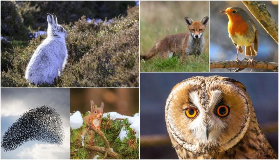 8 native British animals to look out for in winter