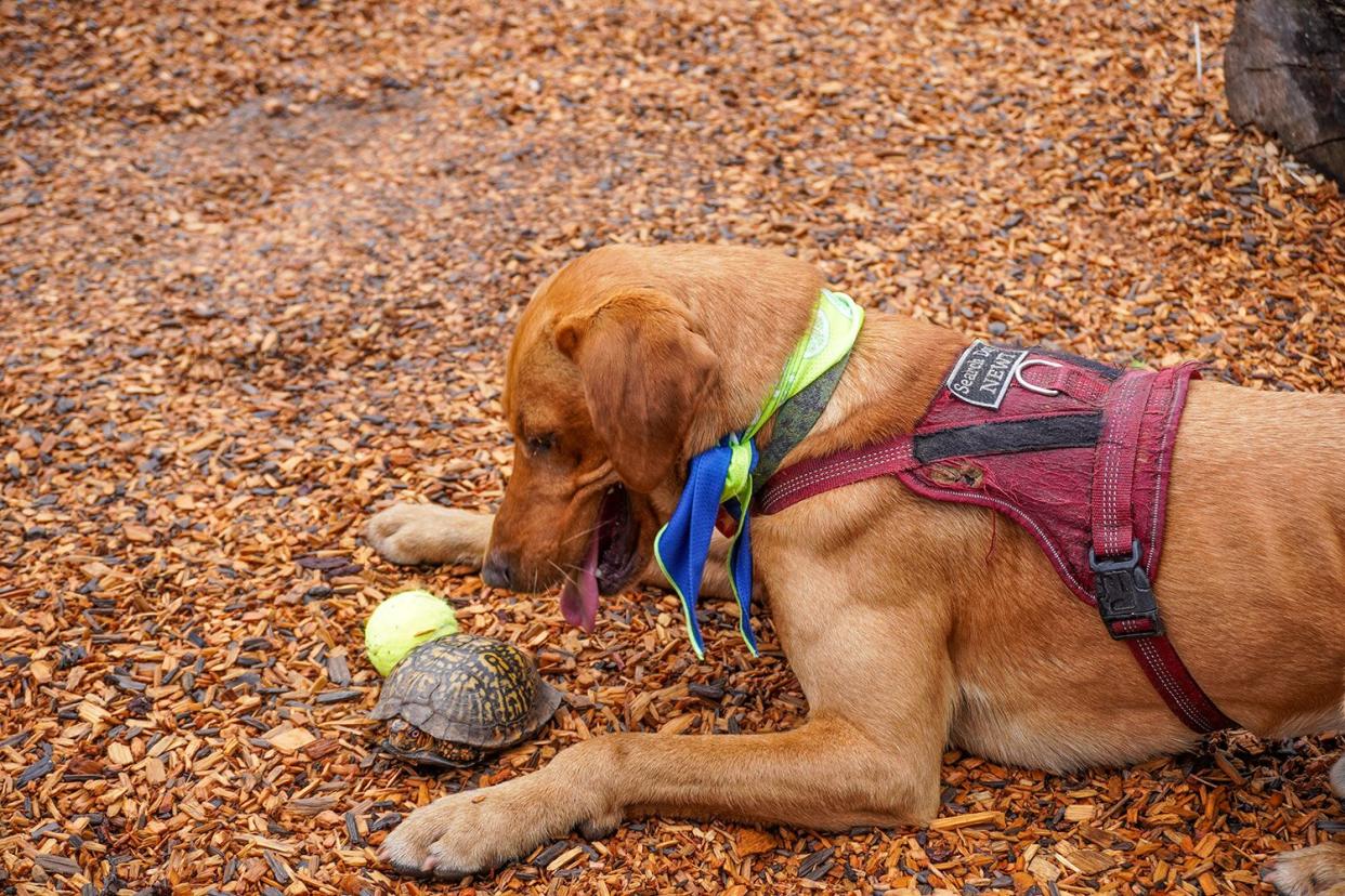 Dogs at RI Zoo Help Save Turtles