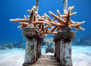 In this April 13, 2012 photo released by The Nature Conservancy, coral grows in a coral reef nursery as part of a Caribbean coral reef restoration program off Cane Bay, St. Croix, U.S. Virgin Islands. Across the globe, reefs that have proven resilient for thousands of years are in serious decline, degraded by over fishing, pollution, coastal development and warming ocean waters. And threats to coral are only expected to intensify as a result of climate change and ocean acidification due to greenhouse gases. (AP Photo/The Nature Conservancy, Kemit-Amon Lewis)