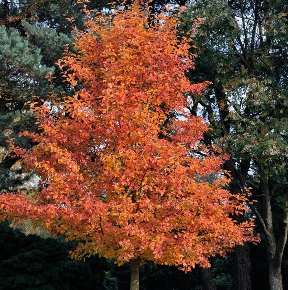 Sorbus alnifolia 