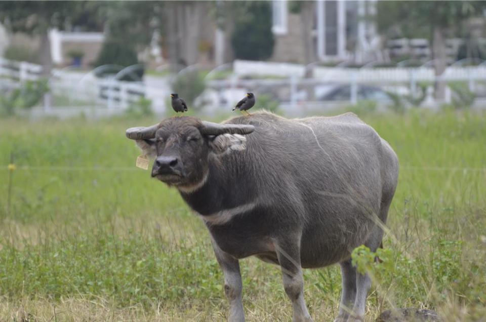 臺灣水牛悠閒放牧於草原。圖／農業部